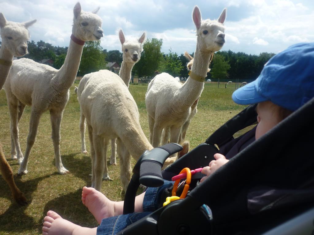 De Alpacaboerderij Lejlighed Bocholt Eksteriør billede