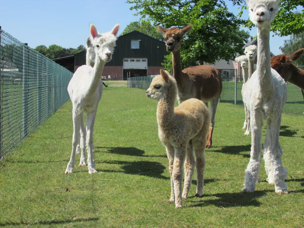 De Alpacaboerderij Lejlighed Bocholt Eksteriør billede